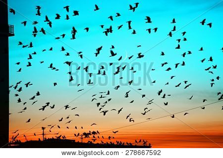 Groups Of Birds Flying Above Roof At Sunset On Moon Background. Birds Silhouettes Above Building Sil