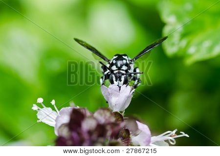 Amegilla Zonata ในธรรมชาติ