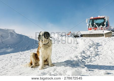St. Bernard Dog Ready For Rescue Operation In Winter On The Mountain. Cute Big Saint Bernard Dog In 