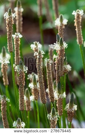 Blossoming Greater Plantain (plantago Major) In The Meadow In Sunlight