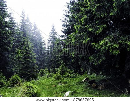 View Of The Green Pin Forest  With Green Meadow