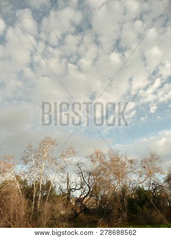 Grove Of Trees And Shruns With Dappled Clouds
