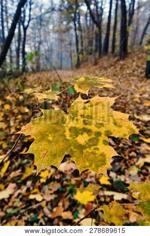 Close-up Of Maple Leaf On Autumn Forest In Poland