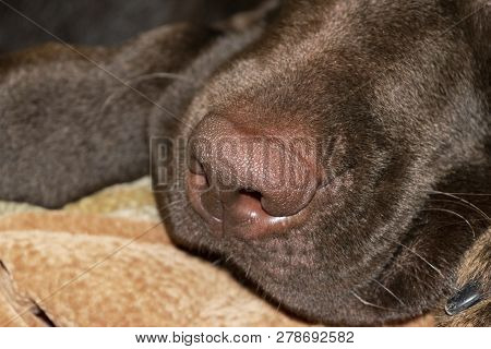 A Brown Nose Of Labrador Close Up. Chocolate Labrador Retriever Nose. Brown Labrador.