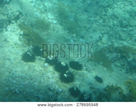 View of Adriatic seabed with sea urchins.