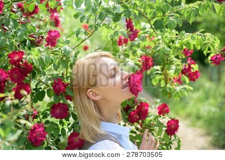Blond Beauty Smelling Roses. Sexy Woman At Flowering Rosy Rose Shrub. Pretty Woman Smell Rose Flower