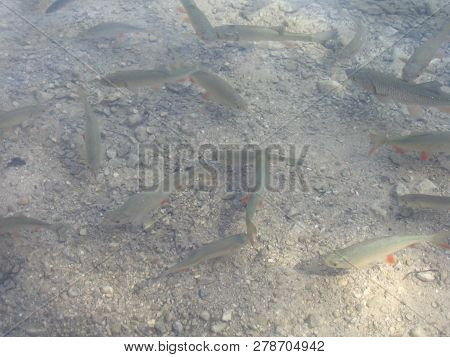 Flock Of Fishes Swim In Clear And Pure Water