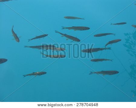Flock Of Fishes Swim In Clear And Pure Water
