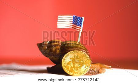 Snail With American Flag On Back And Crypto Btc Bitcoin Coin