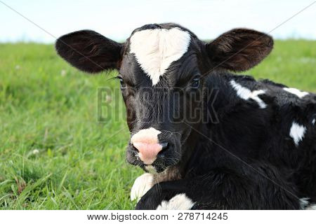 Close-up Of Face And Head Of Hour Old Holstein Calf Laying In The Grass With Reflection Of Her Twin 