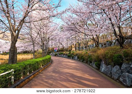 Blooming sakura cherry blossom alley in park in spring, Seokchon lake park,  Seoul, South Korea
