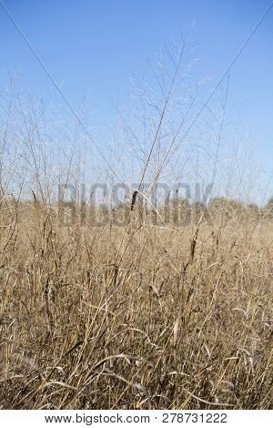 Close Up Of Dried, Brown Prairie Grass Growing
