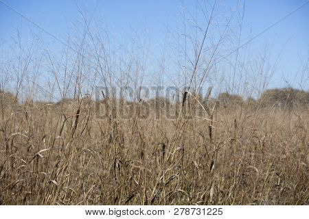 Close Up Of Dried, Brown Prairie Grass Growing