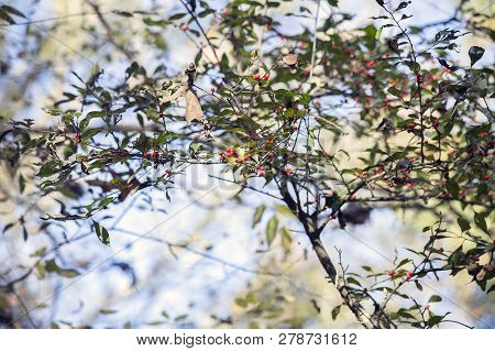 Small Red Berries Growing On A Bush In Nature