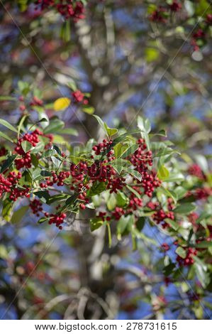 Small Red Berries Growing On A Bush In Nature