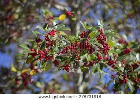 Small Red Berries Growing On A Bush In Nature