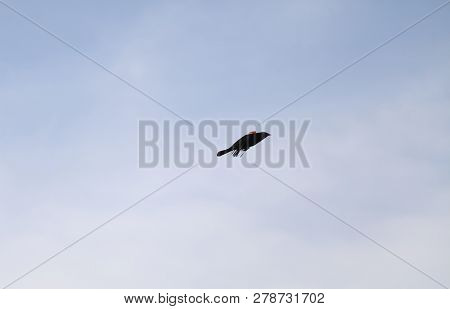 Red-winged Backbird (agelaius Phoeniceus) Flying Through The Blue Sky