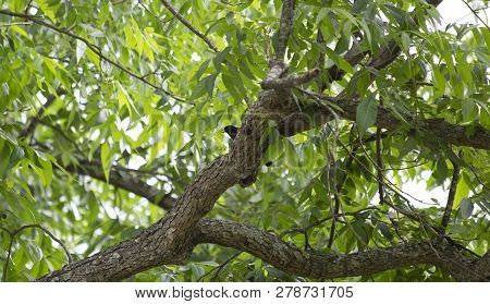 Red-winged Backbird (agelaius Phoeniceus) Perched On A Tree Limb