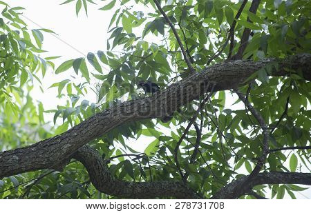 Red-winged Backbird (agelaius Phoeniceus) Perched On A Tree Limb