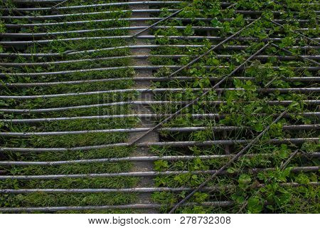 Fresh Green Grass Sprouts Through The Abandoned Metal Lattice Design Pattern.