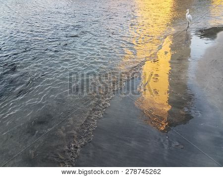 White Crane And Tarpon Fish In Water In La Guancha In Ponce, Puerto Rico
