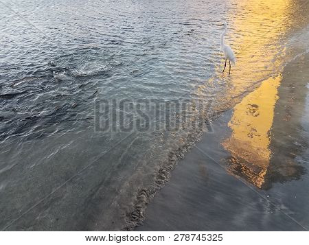 White Crane And Tarpon Fish In Water In La Guancha In Ponce, Puerto Rico
