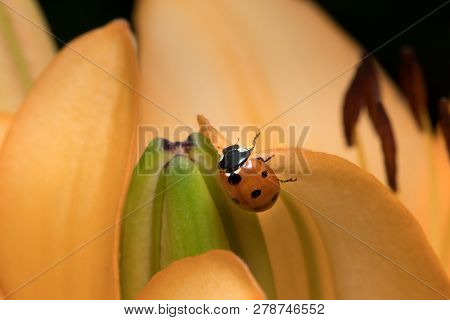 A Ladybird (coccinella Septempunctata) Sitting On The Blossom Of A Tiger Lily