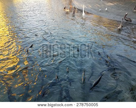 Pelicans And Birds And Tarpon Fish In La Guancha In Ponce, Puerto Rico