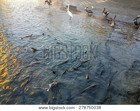 Pelicans And Birds And Tarpon Fish In La Guancha In Ponce, Puerto Rico