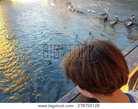 Boy Child Watching Birds And Tarpon Fish In La Guancha In Ponce, Puerto Rico