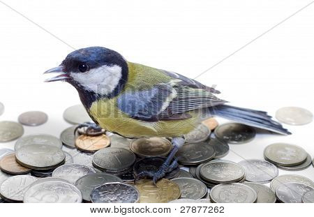 Kohlmeise, Parus major