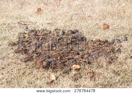 Shit In The Middle Of The Field