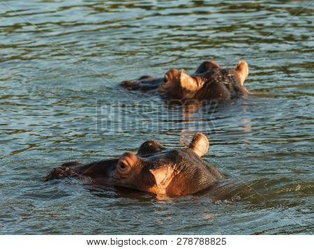 Hippo In Zambezi River Showing Warning With Mouth Wide Open. Hippo In The Zambezi River At Sunset, Z