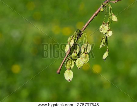 Seeds Riping On Branch Of European White Elm Or Ulmus Laevis, Close-up, Selective Focus, Shallow Dof