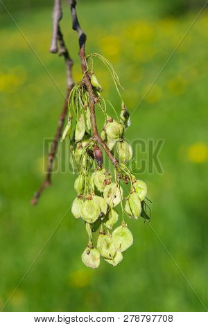 Seeds Riping On Branch Of European White Elm Or Ulmus Laevis, Close-up, Selective Focus, Shallow Dof
