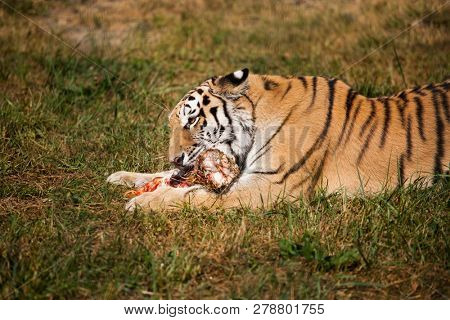 The Amur Siberian tiger eats raw meat.