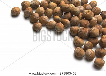 Common Hazel Cobnuts