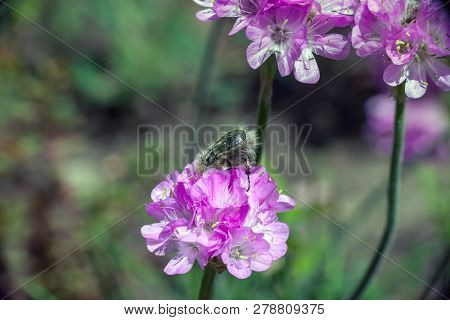Tropinota Hirta Hairy Beetle On Armeria Pink Flower At Sunny Spring Garden
