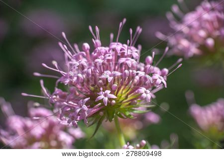 Phuopsis Stylosa Pink Flower. Caucasian Crosswort Perennial Plant In Spring Garden, Selective Focus