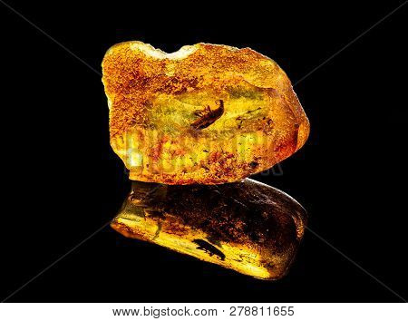 Amazing Baltic Amber With Frozen In This Piece A Unknown Prehistoric Insect, Isolated On Black Backg