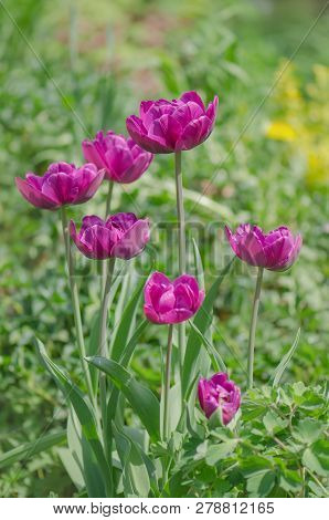 Violet Double Colorful Beautiful Tulip. Tulip Purple Peony