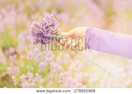Gathering A Bouquet Of Lavender. Beautiful Girl Holding A Bouquet Of Fresh Lavender In Lavender Fiel