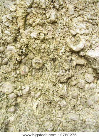 Fossil Rich