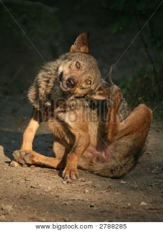 Wolf