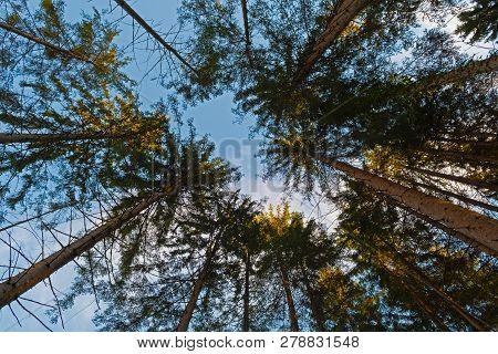 Looking Up Into The Treetops Of Spruce Trees In Forest As Sunset Time. Nature, Environment, Ecology 