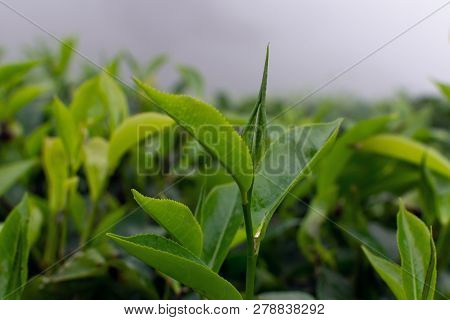 Close Up Of Tea Leaves, Tea Plantation In The Fog, Sri Lanka - Travel Destination