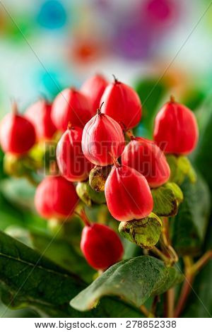 Hypericum Branches With Red Berries For Floral Arrangements. Closeup Hypericum.
