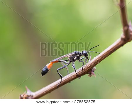 Red-banded Sand Wasp ( Ammophila Sabulosa )on Of The Subfamily Ammophilinae Of The Hunting Wasp Fami