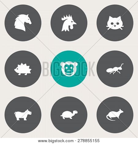 Set Of 9 Zoo Icons Set. Collection Of Horse, Turtle, Monkey And Other Elements.