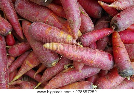 Farm Fresh Purplish Red Carrots Piled Closeup